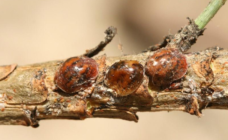 COCCINIGLIA